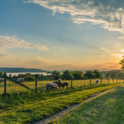 How to Help Your Crops and Livestock Flourish